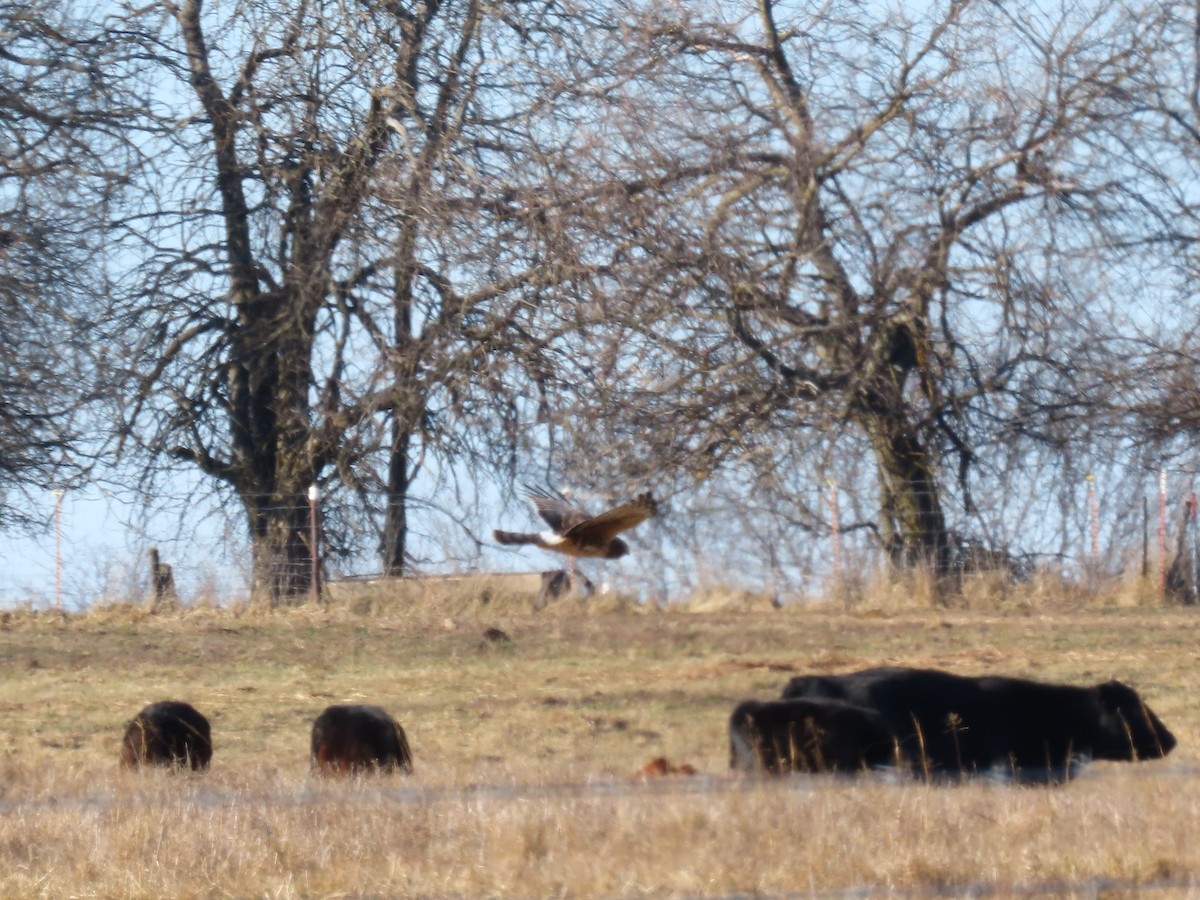 moták severoamerický - ML647832274