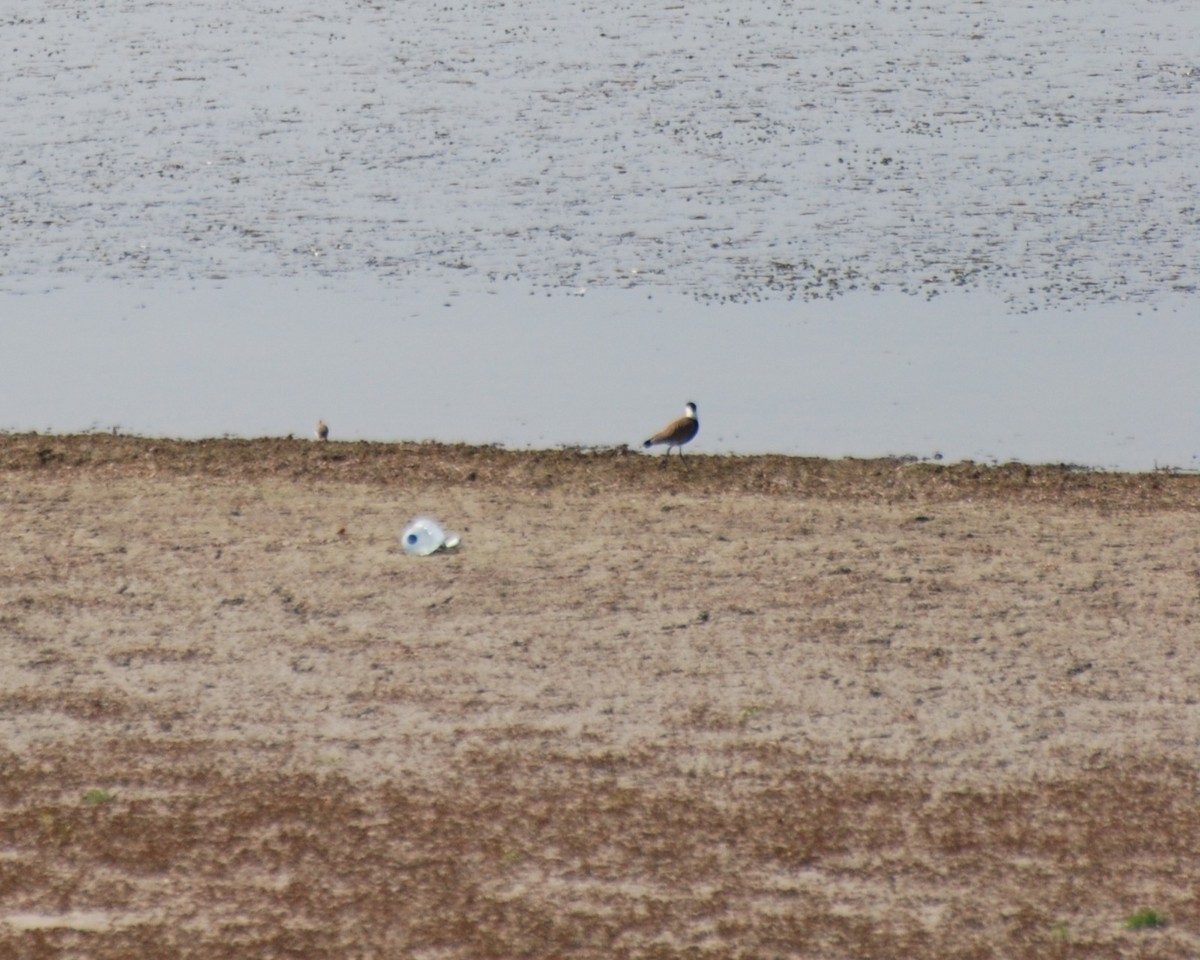 Spur-winged Lapwing - ML647832301