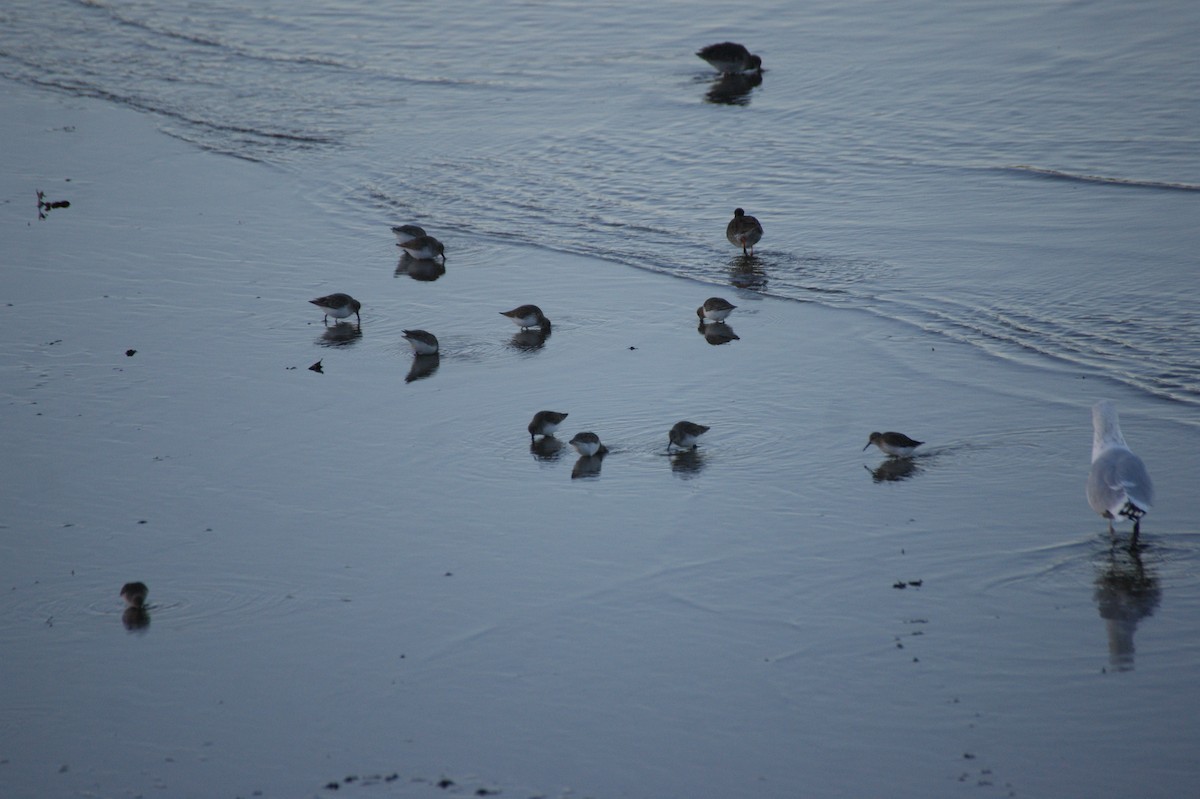 Dunlin - ML647832306