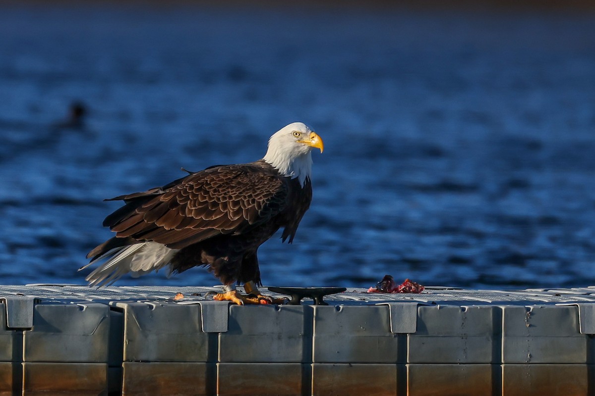 Bald Eagle - ML647832307