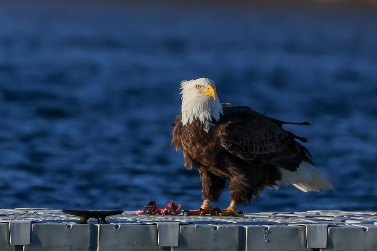 Bald Eagle - ML647832308