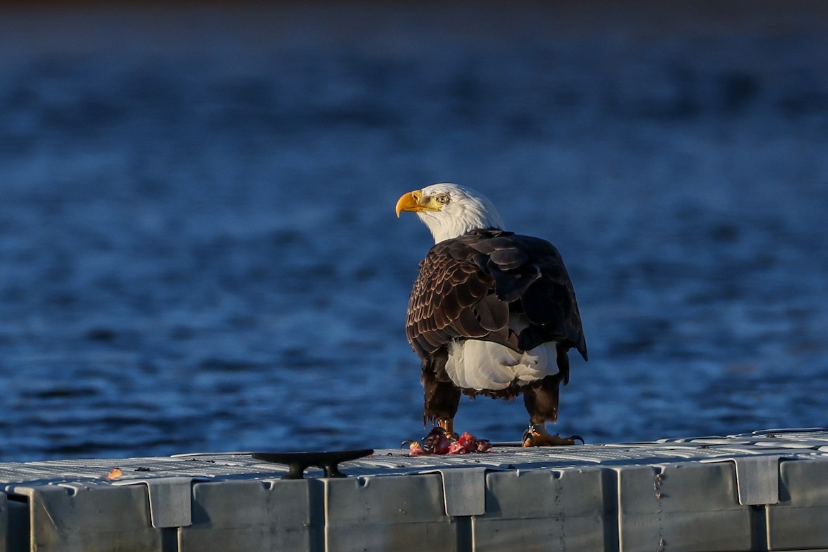 Bald Eagle - ML647832309