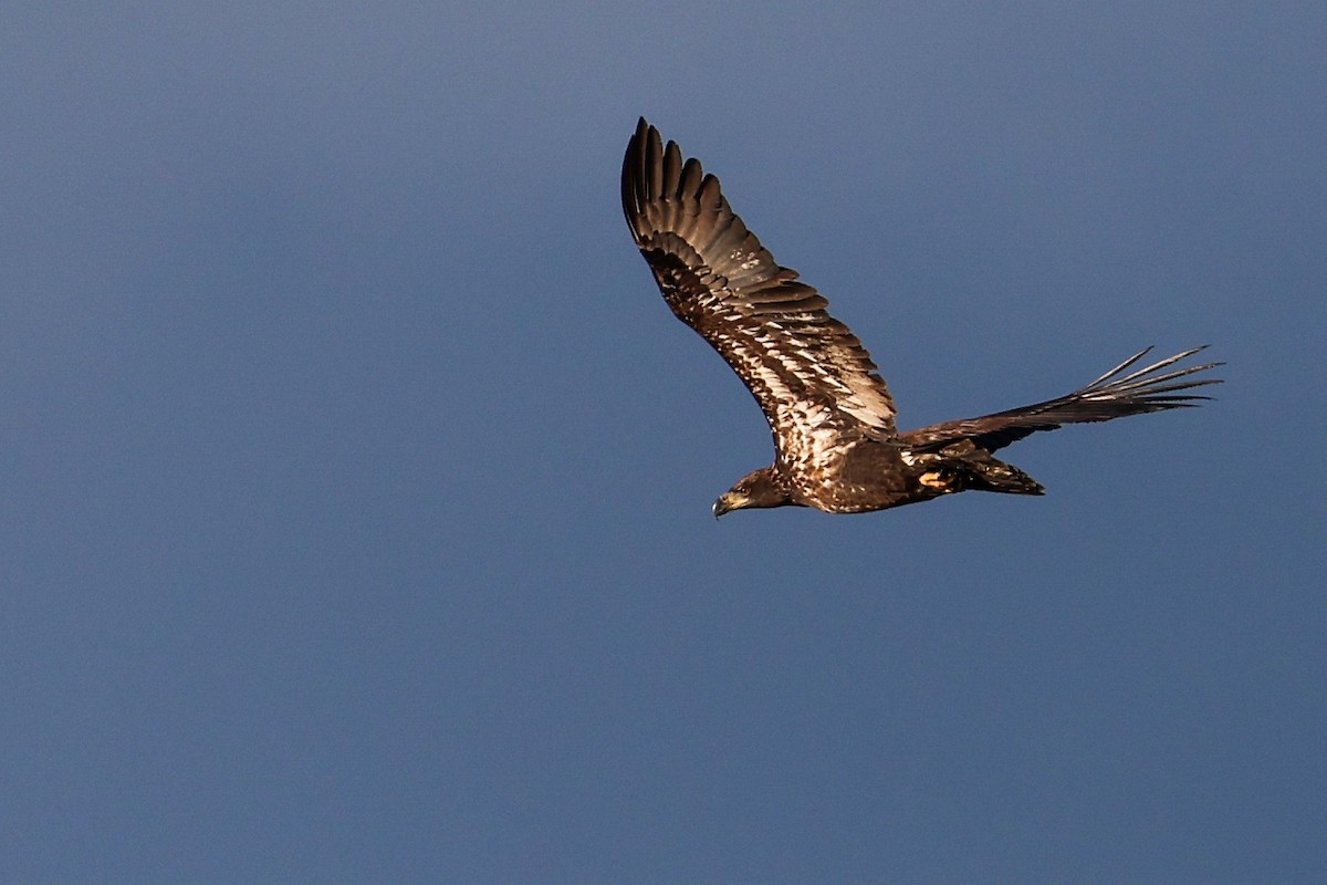 Bald Eagle - ML647832310