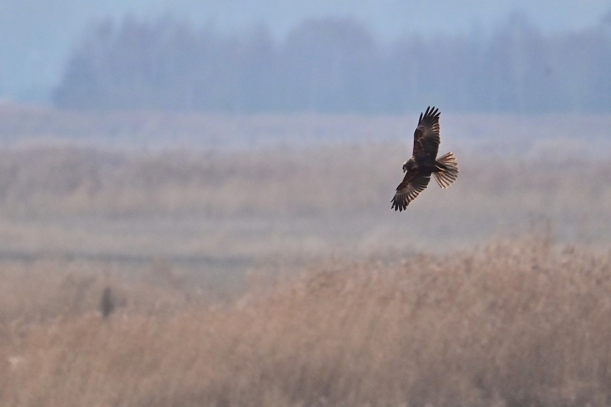Western Marsh Harrier - ML647832311