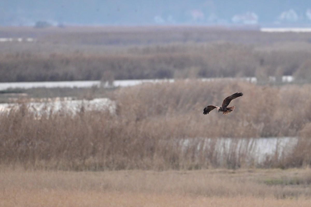 Western Marsh Harrier - ML647832312