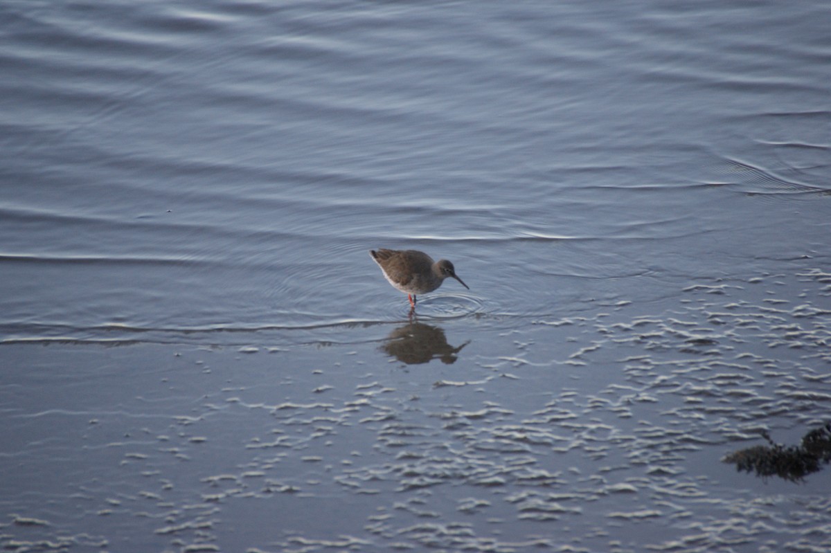 Common Redshank - ML647832313