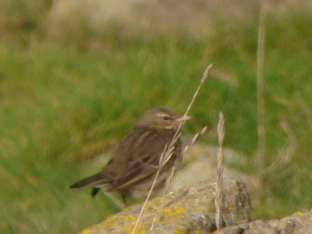 Water Pipit - ML647832314