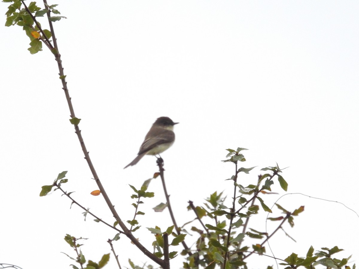 Eastern Phoebe - ML647832315