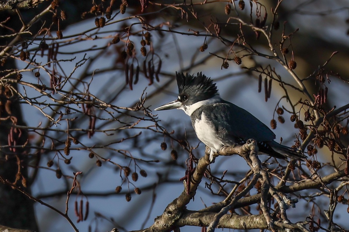 Belted Kingfisher - ML647832316