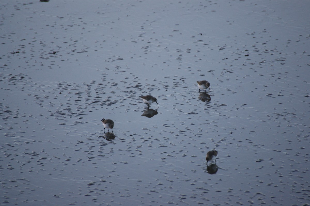 Dunlin - ML647832317