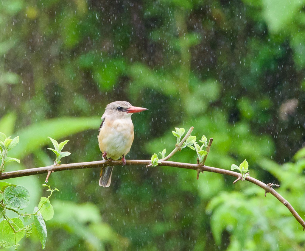 Brown-hooded Kingfisher - ML647832322