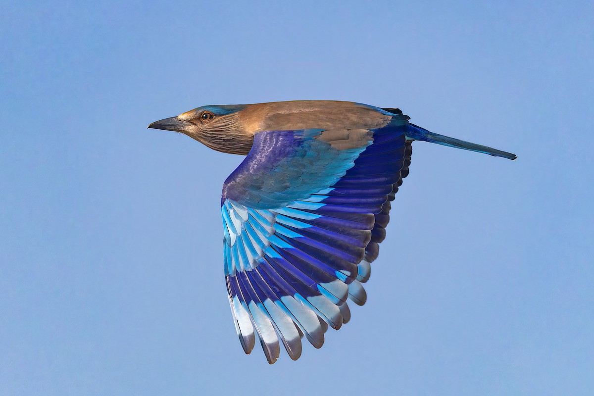 Indian Roller - ML647832323