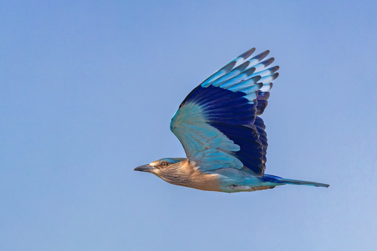 Indian Roller - ML647832324