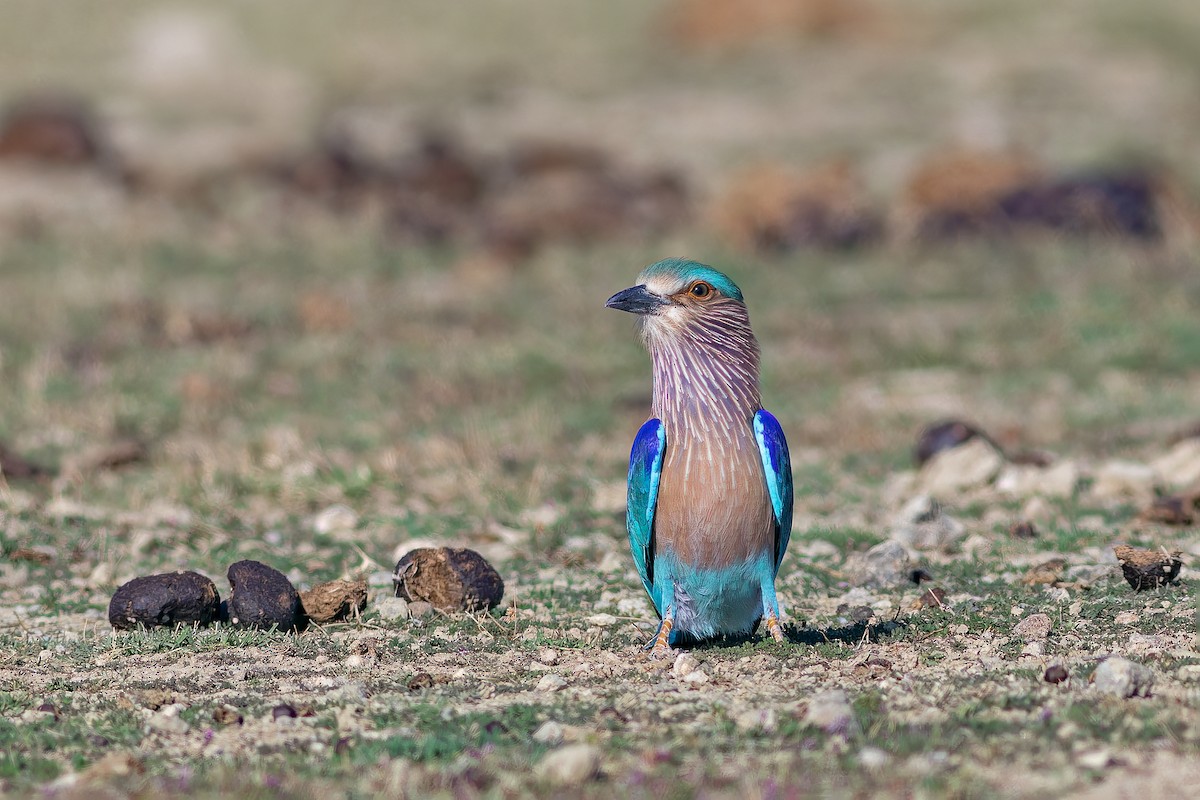 Indian Roller - ML647832325