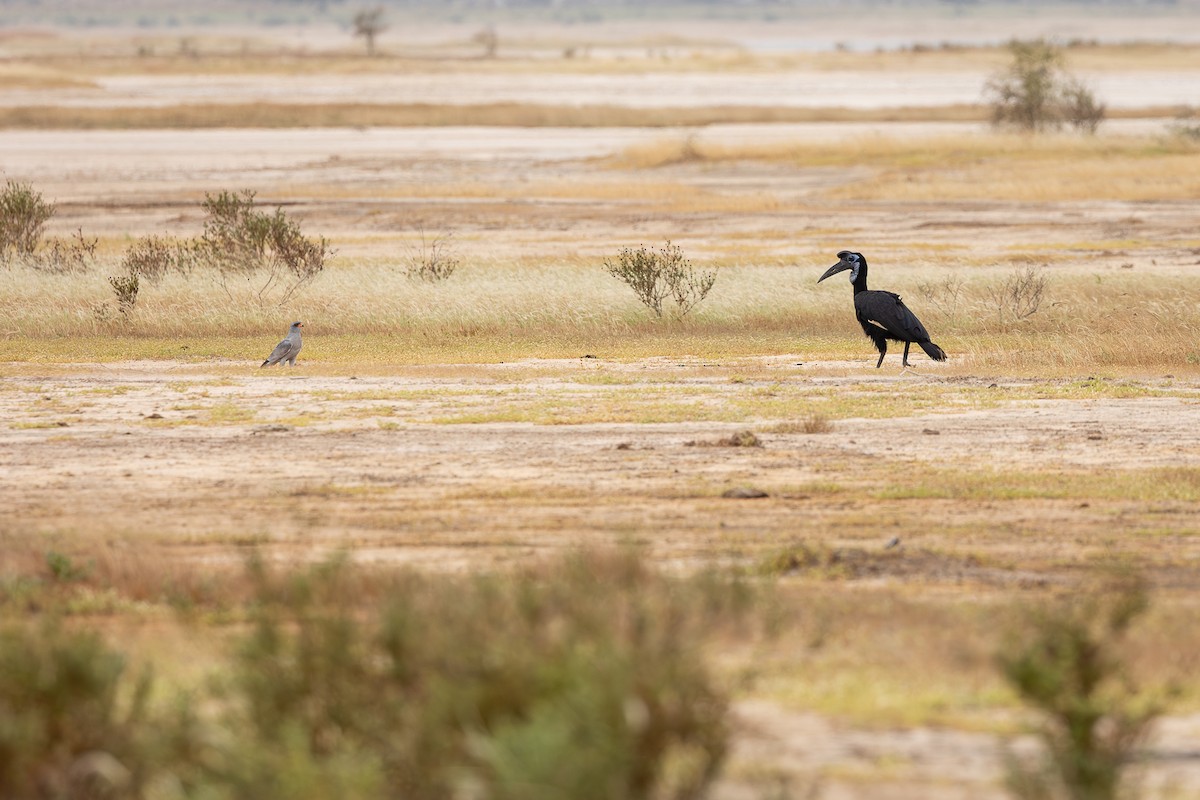 Abyssinian Ground-Hornbill - ML647832326