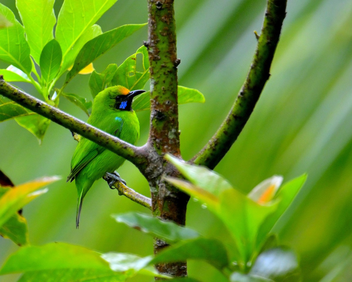 Golden-fronted Leafbird - ML647832328