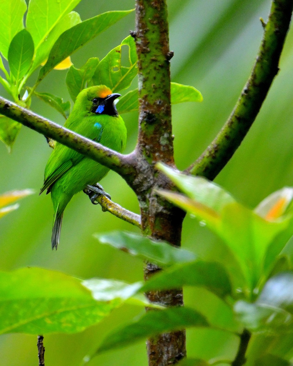 Golden-fronted Leafbird - ML647832329