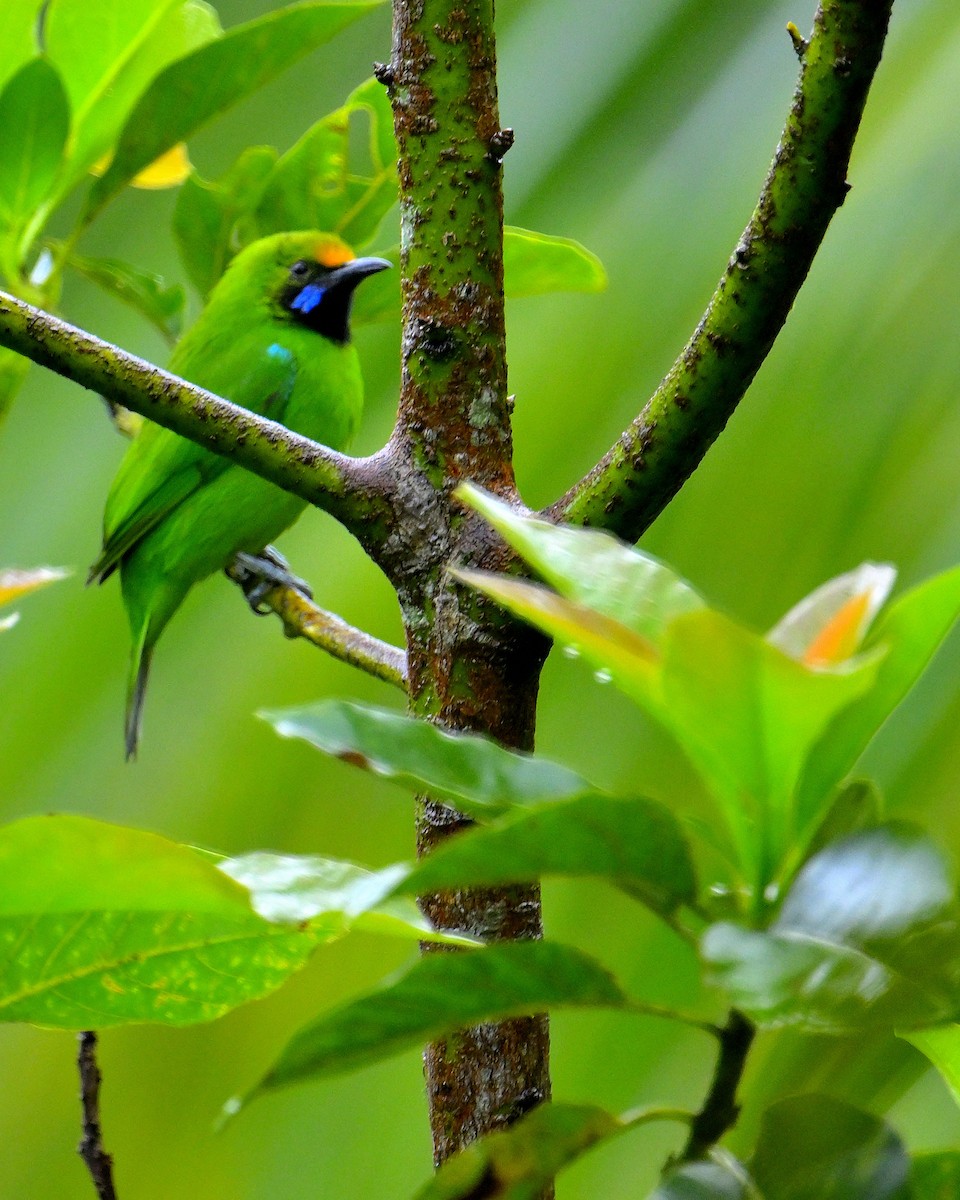 Golden-fronted Leafbird - ML647832331