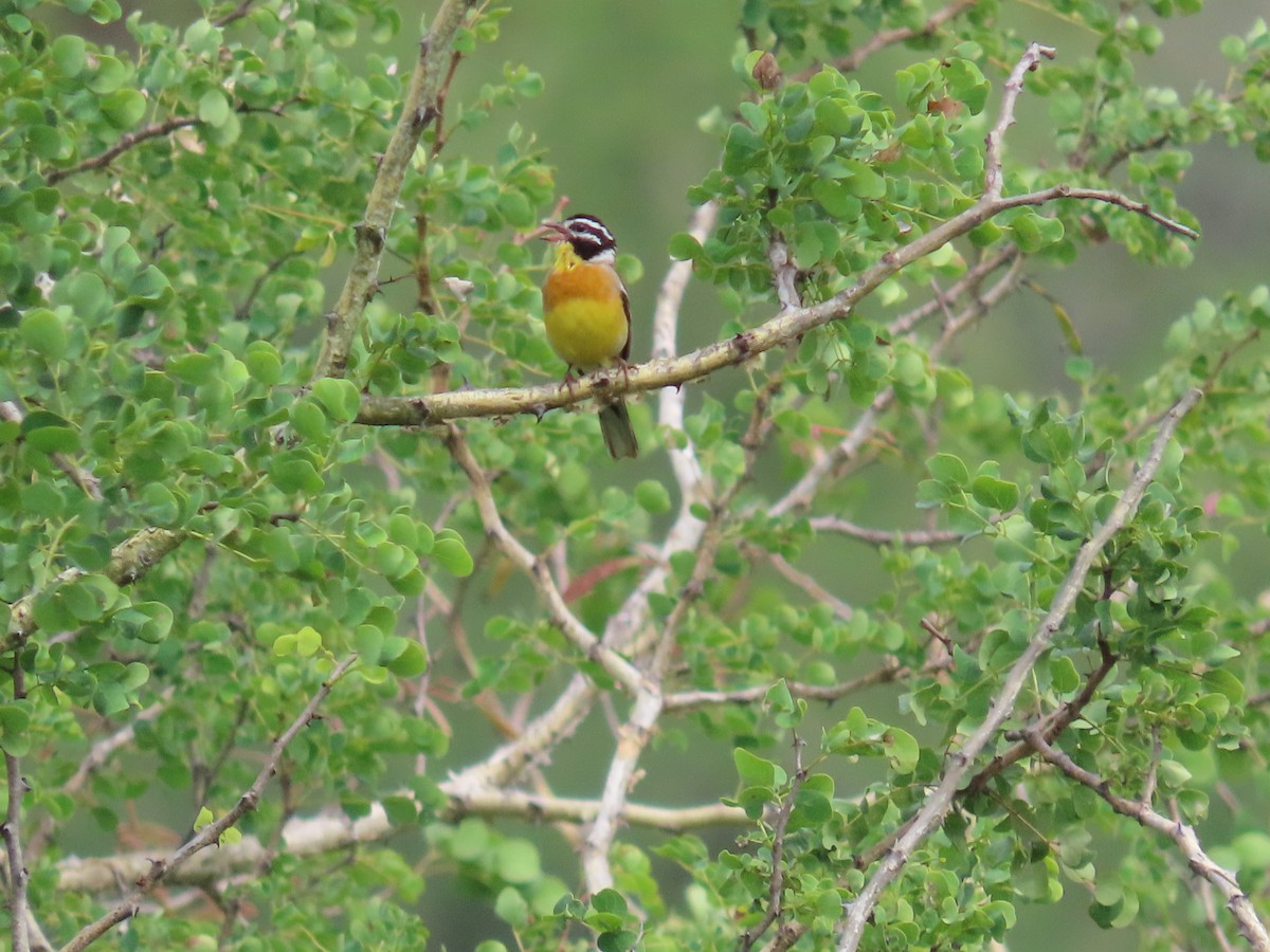 Golden-breasted Bunting - ML647832332
