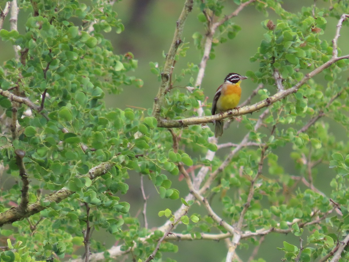 Golden-breasted Bunting - ML647832333