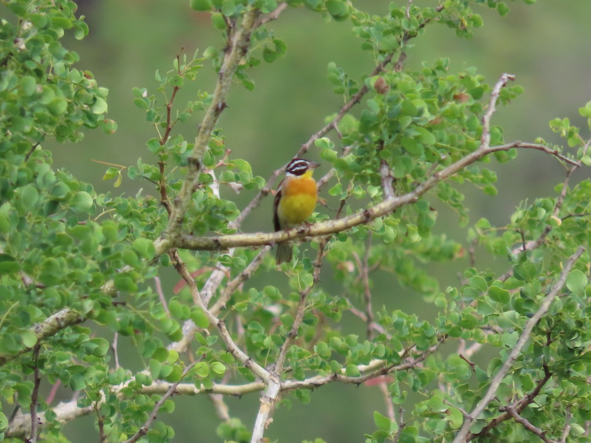 Golden-breasted Bunting - ML647832334