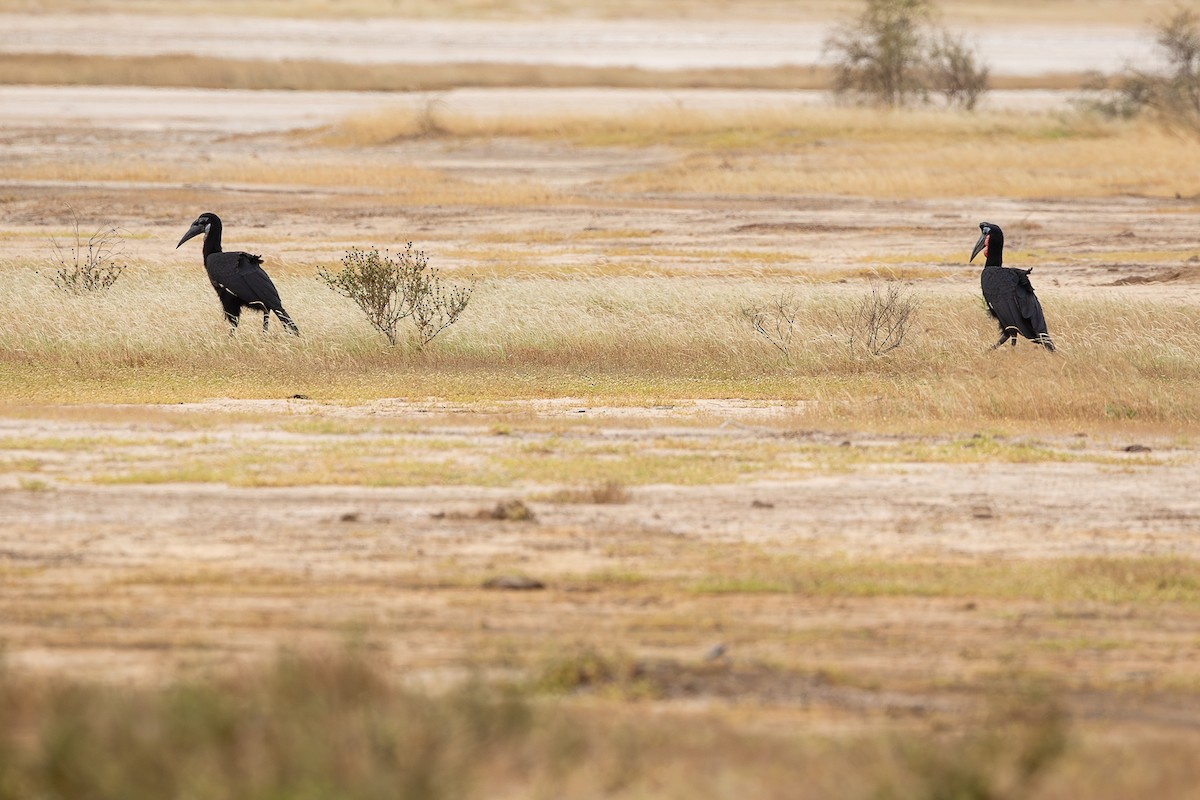 Abyssinian Ground-Hornbill - ML647832335