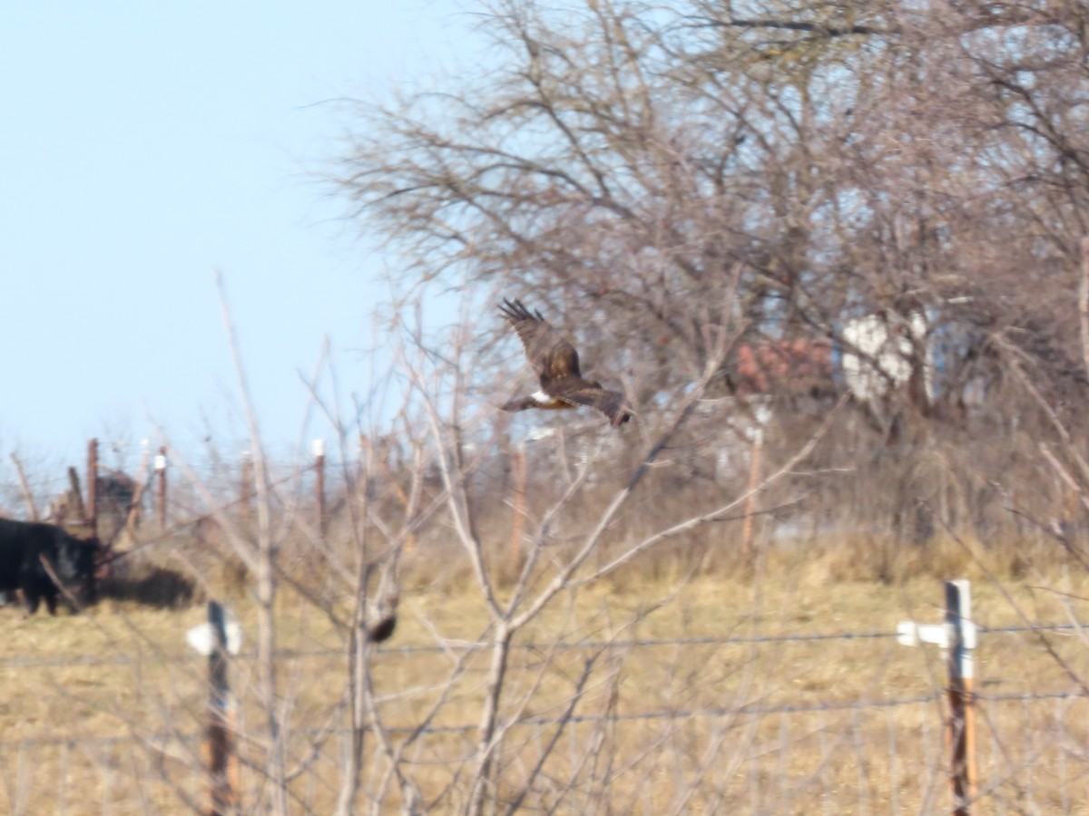 moták severoamerický - ML647832337