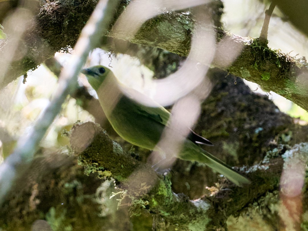 Palm Tanager - ML647832346