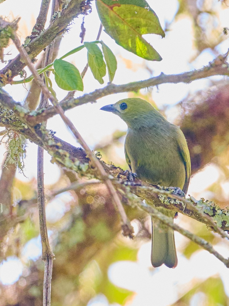 Palm Tanager - ML647832347