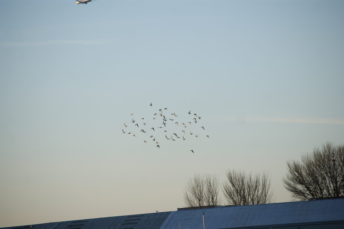 Bécasseau maubèche - ML647832350