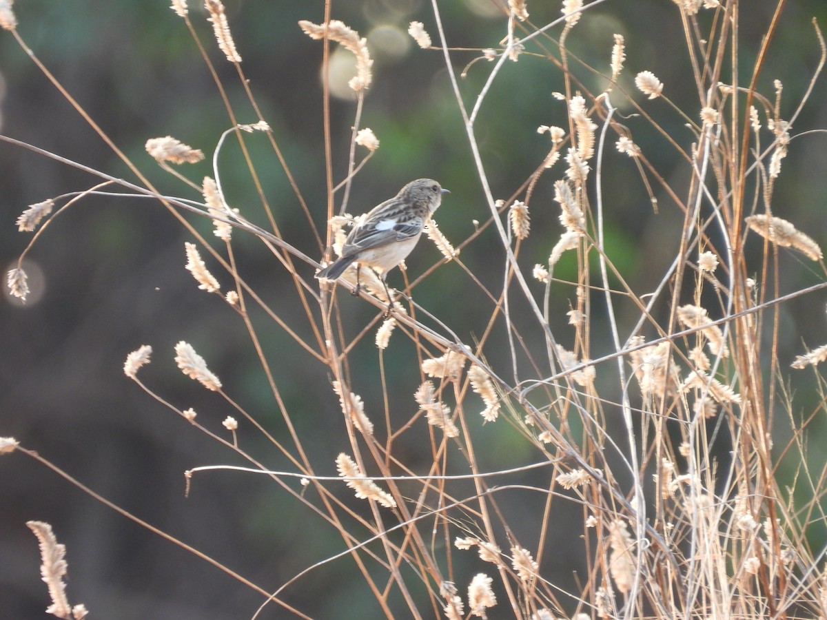 bramborníček sibiřský - ML647832354