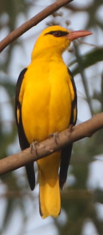 Loriot indien - ML647832387