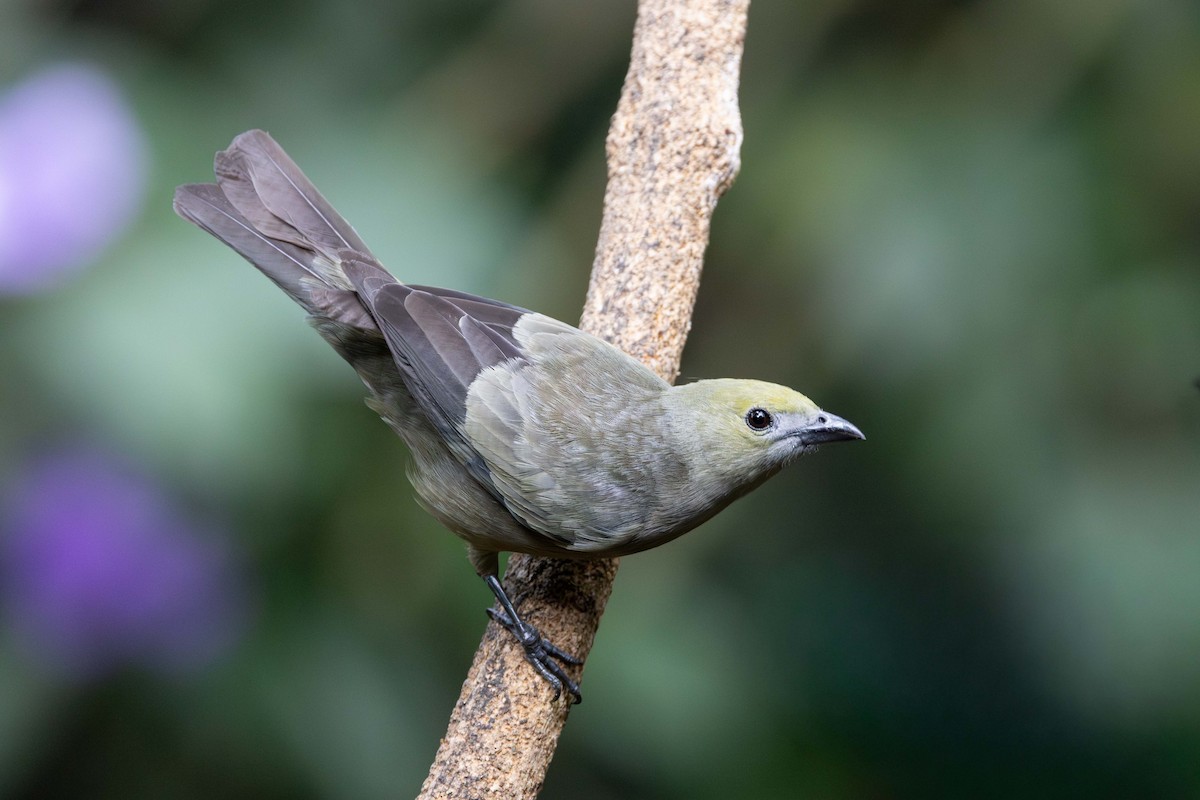 Palm Tanager - ML647832413
