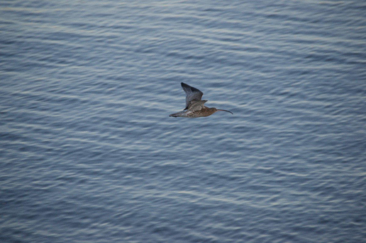 Kervançulluğu - ML647832428