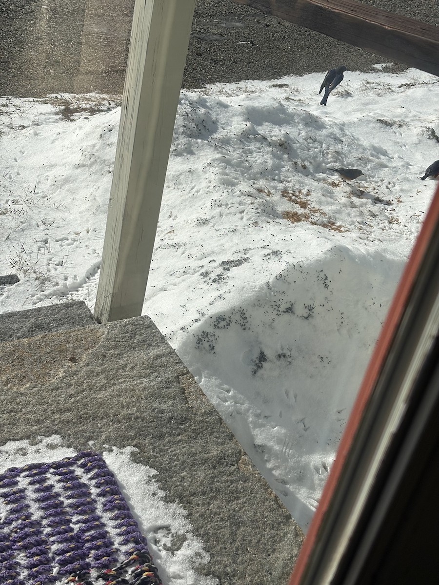 Eastern Bluebird - ML647832449