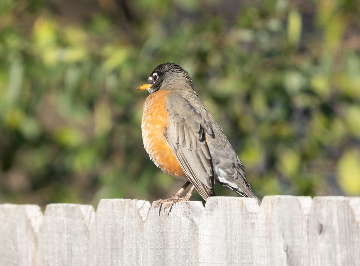 Wanderdrossel - ML647832481