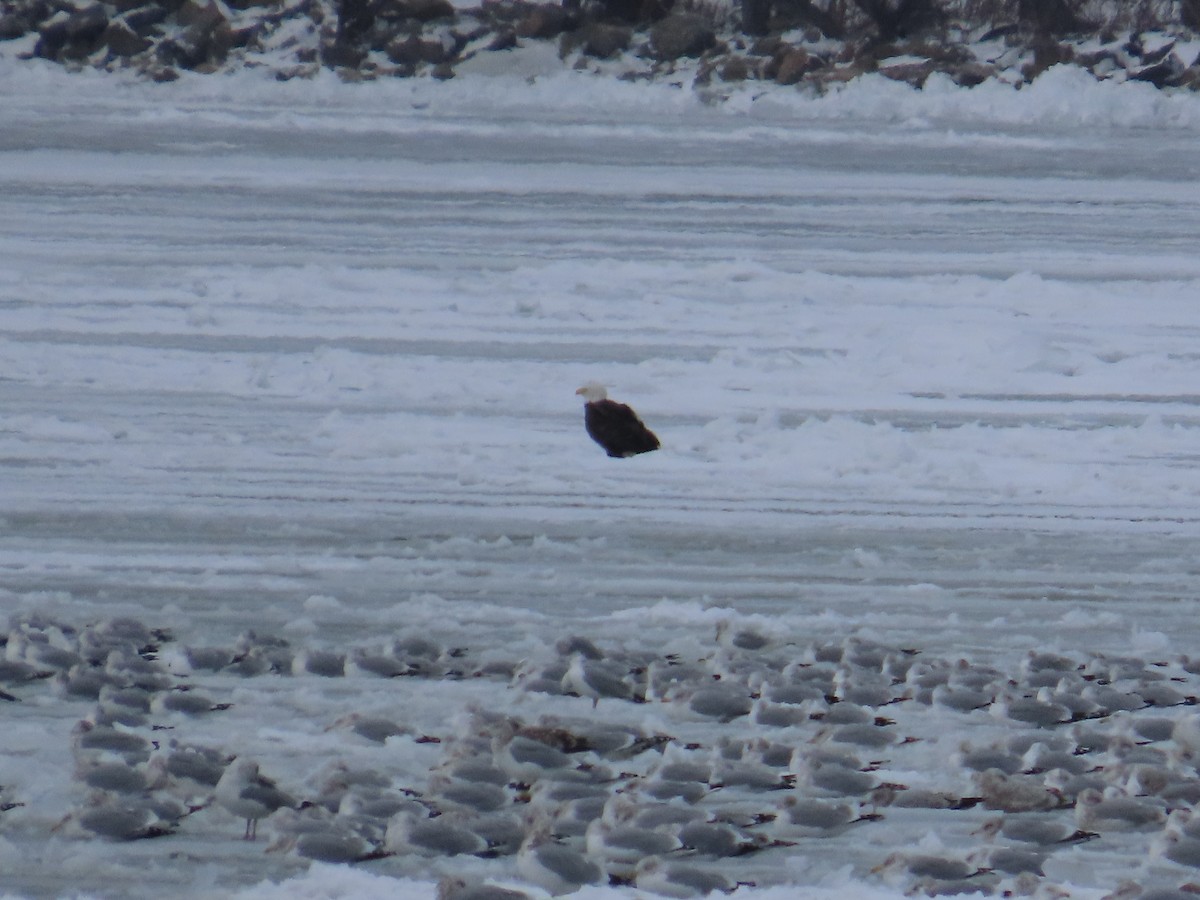 Bald Eagle - ML647832518