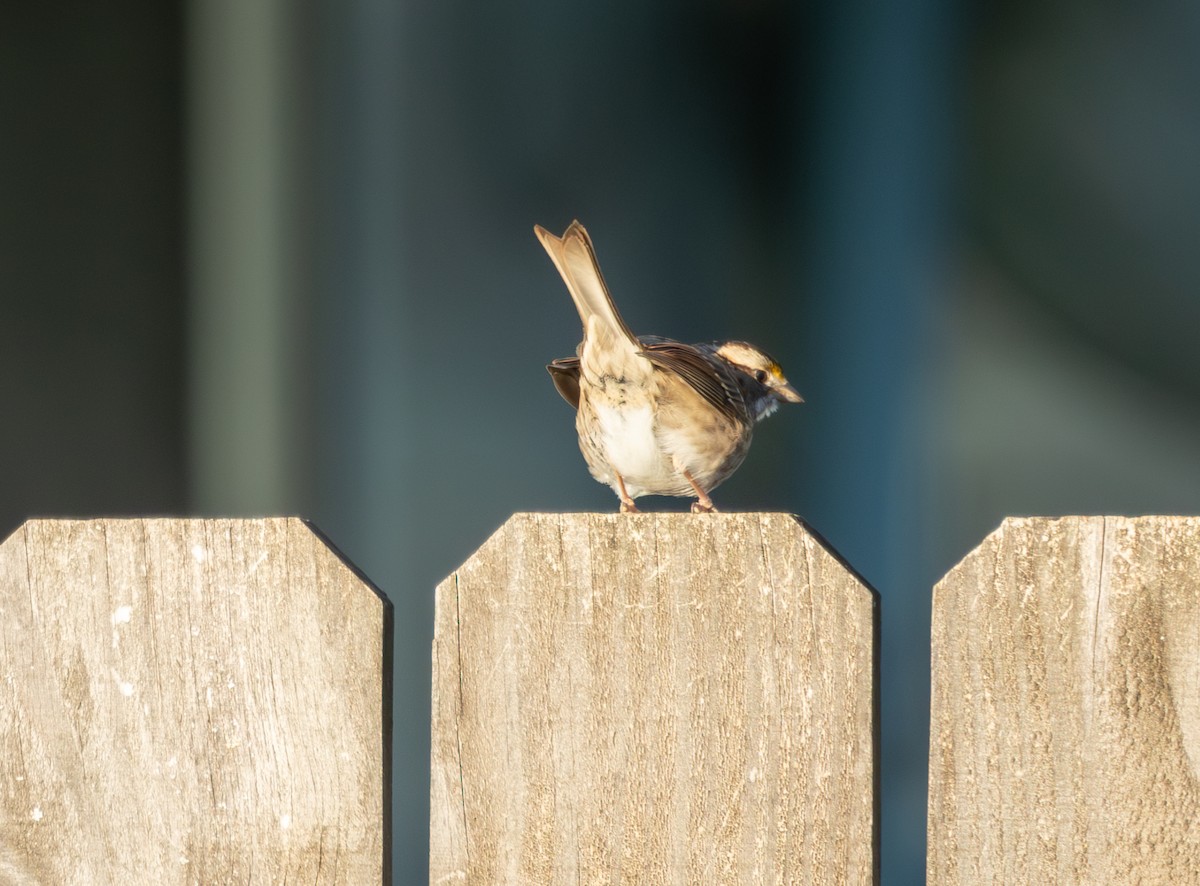 Ak Boğazlı Serçe - ML647832524