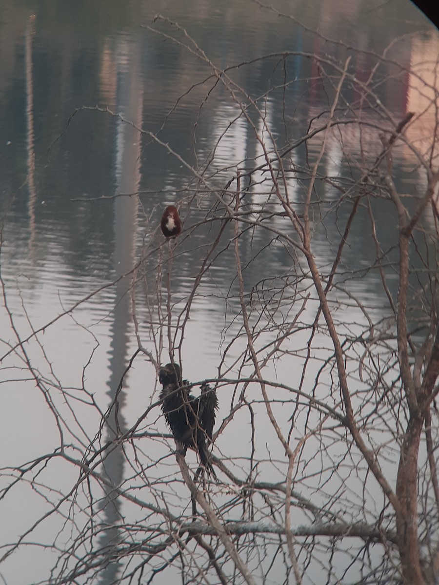 İzmir Yalıçapkını - ML647832533