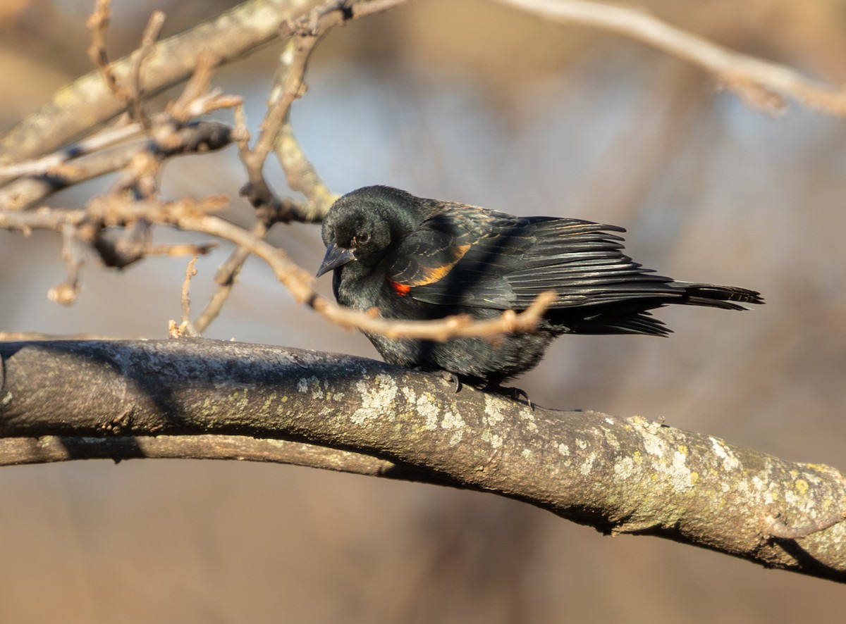 Al Kanatlı Karatavuk - ML647832536