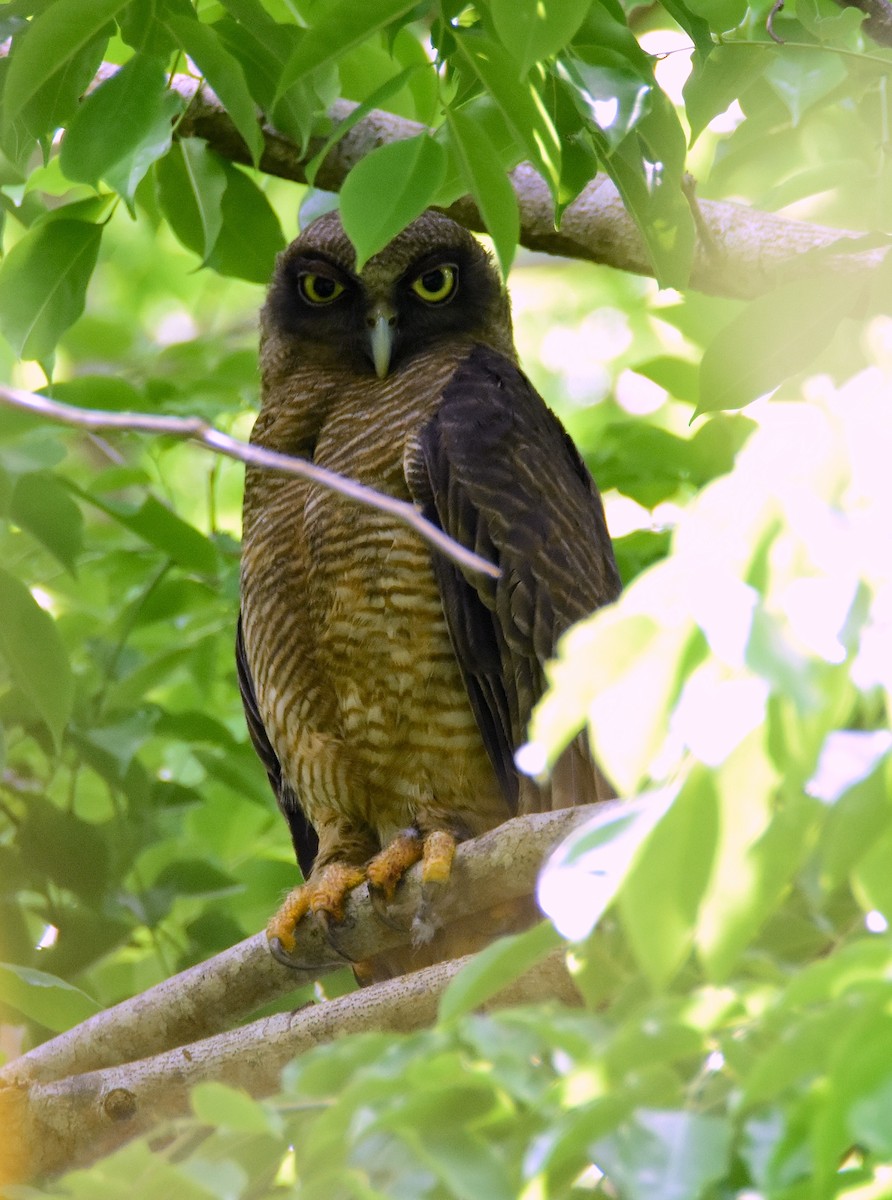 Kızıl Bubuk - ML647832537