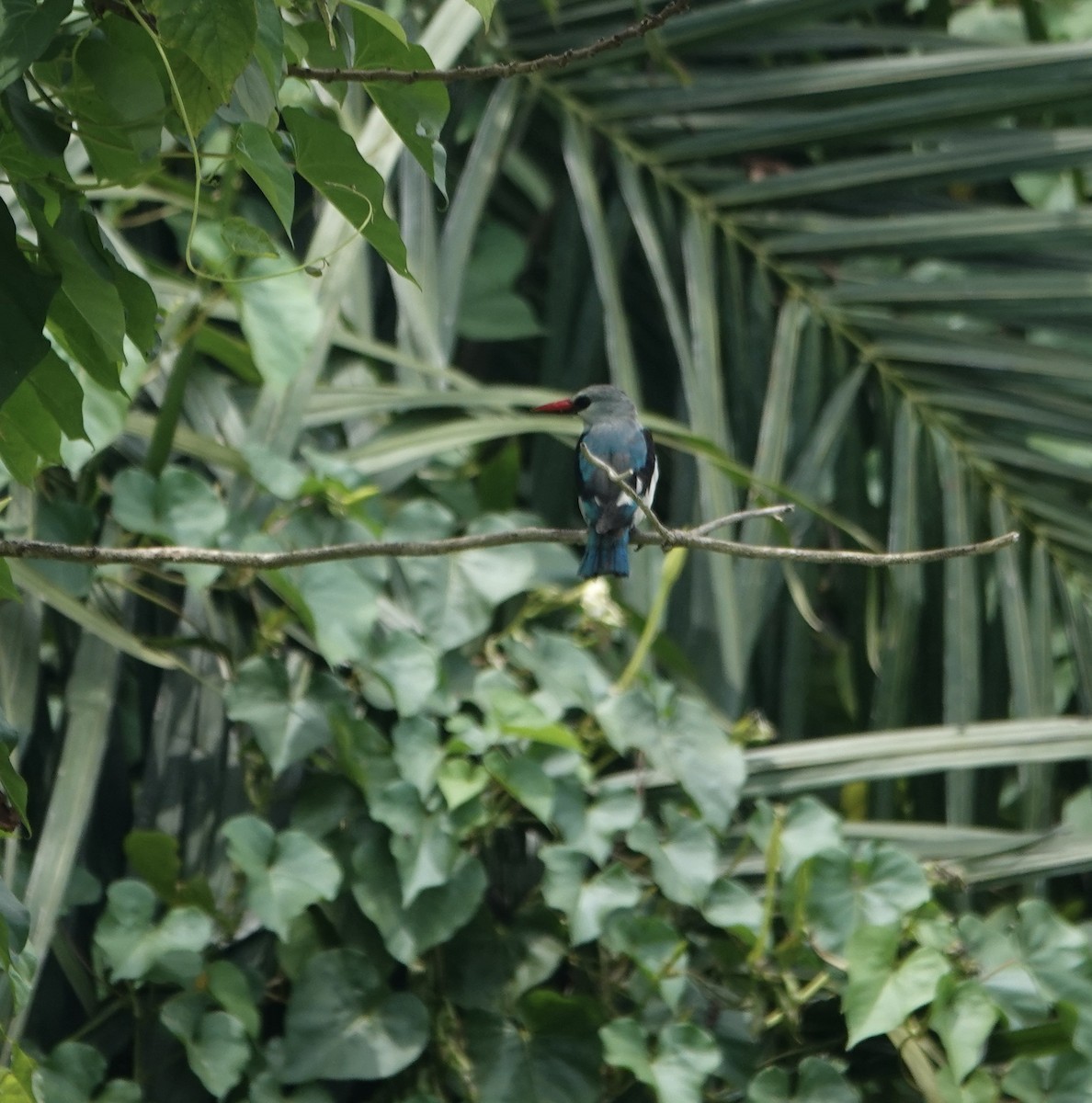 Senegal Yalıçapkını - ML647832538