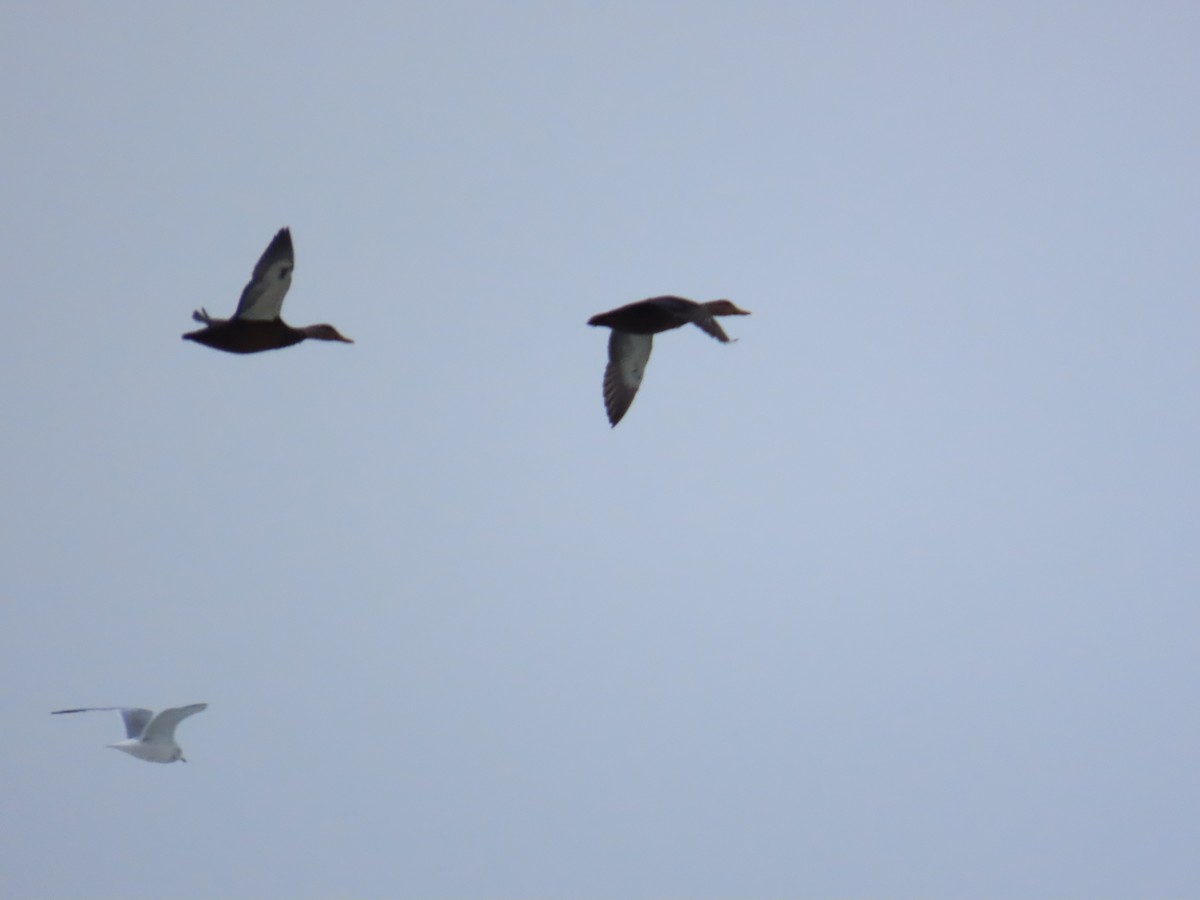 American Black Duck - ML647832540