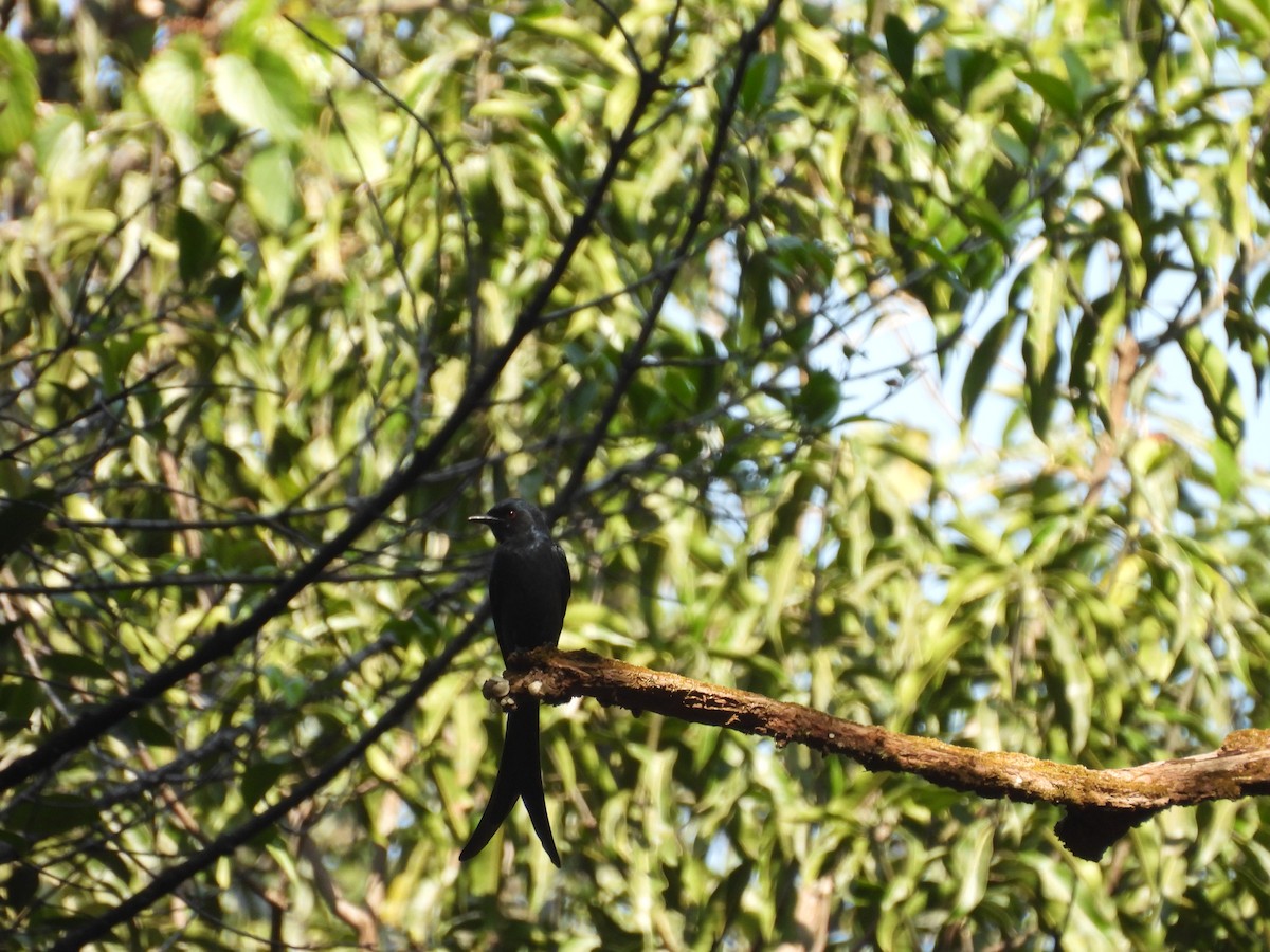 Kül Rengi Drongo - ML647832541