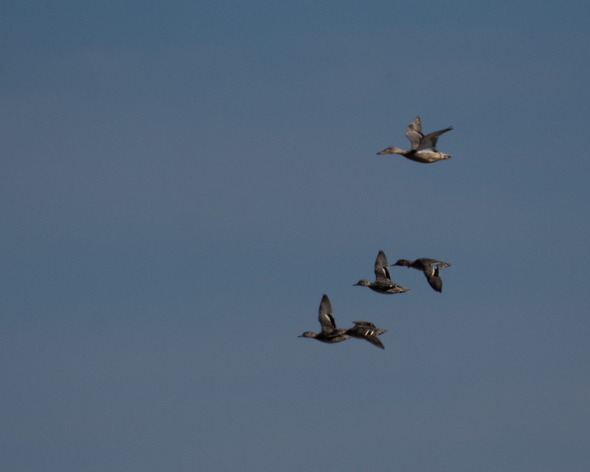 Çamurcun - ML647832543