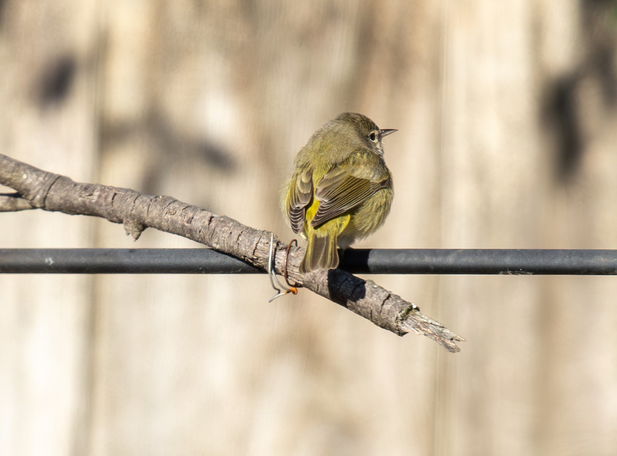 Turuncu Taçlı Ötleğen - ML647832544