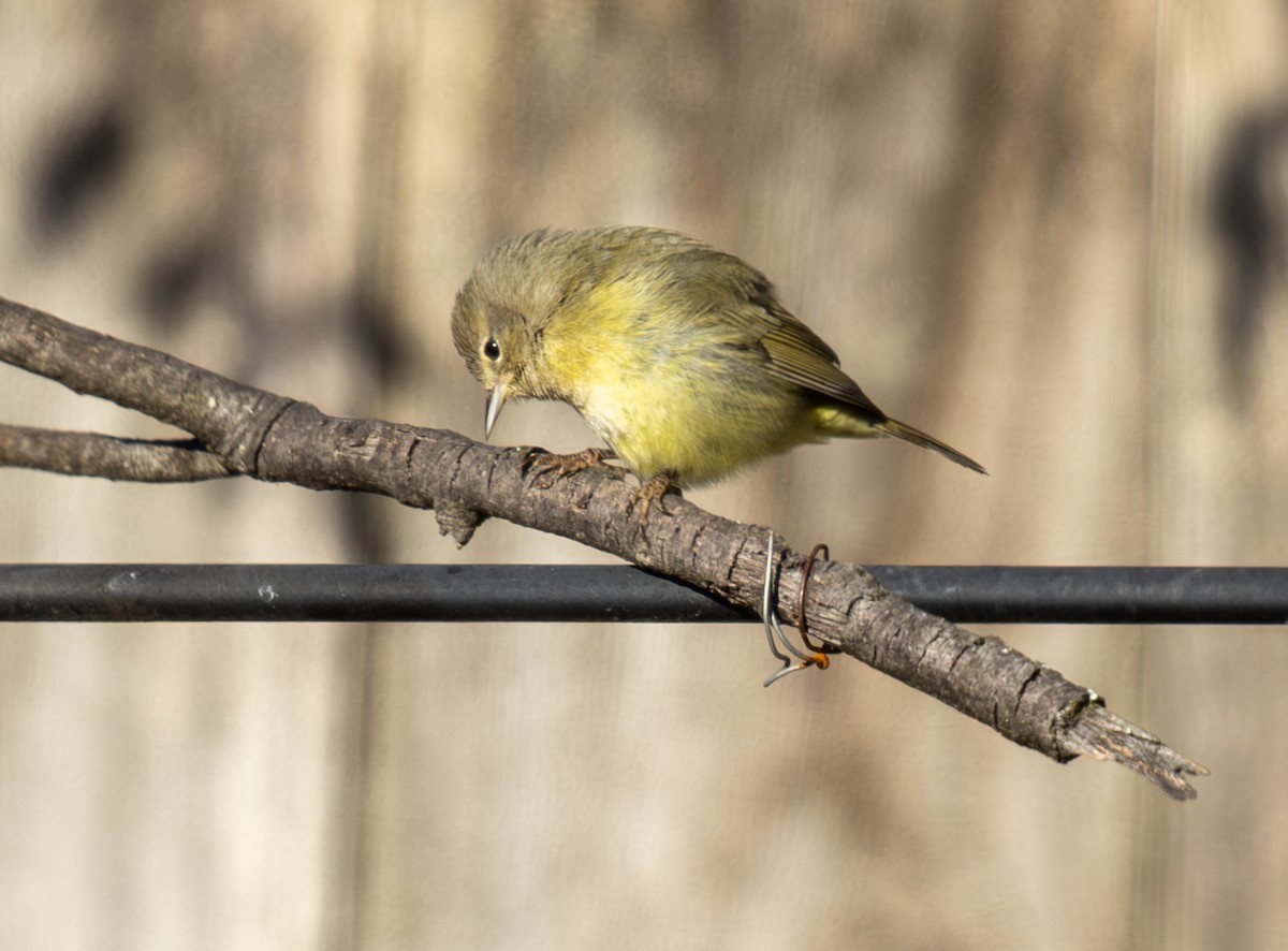 Turuncu Taçlı Ötleğen - ML647832545