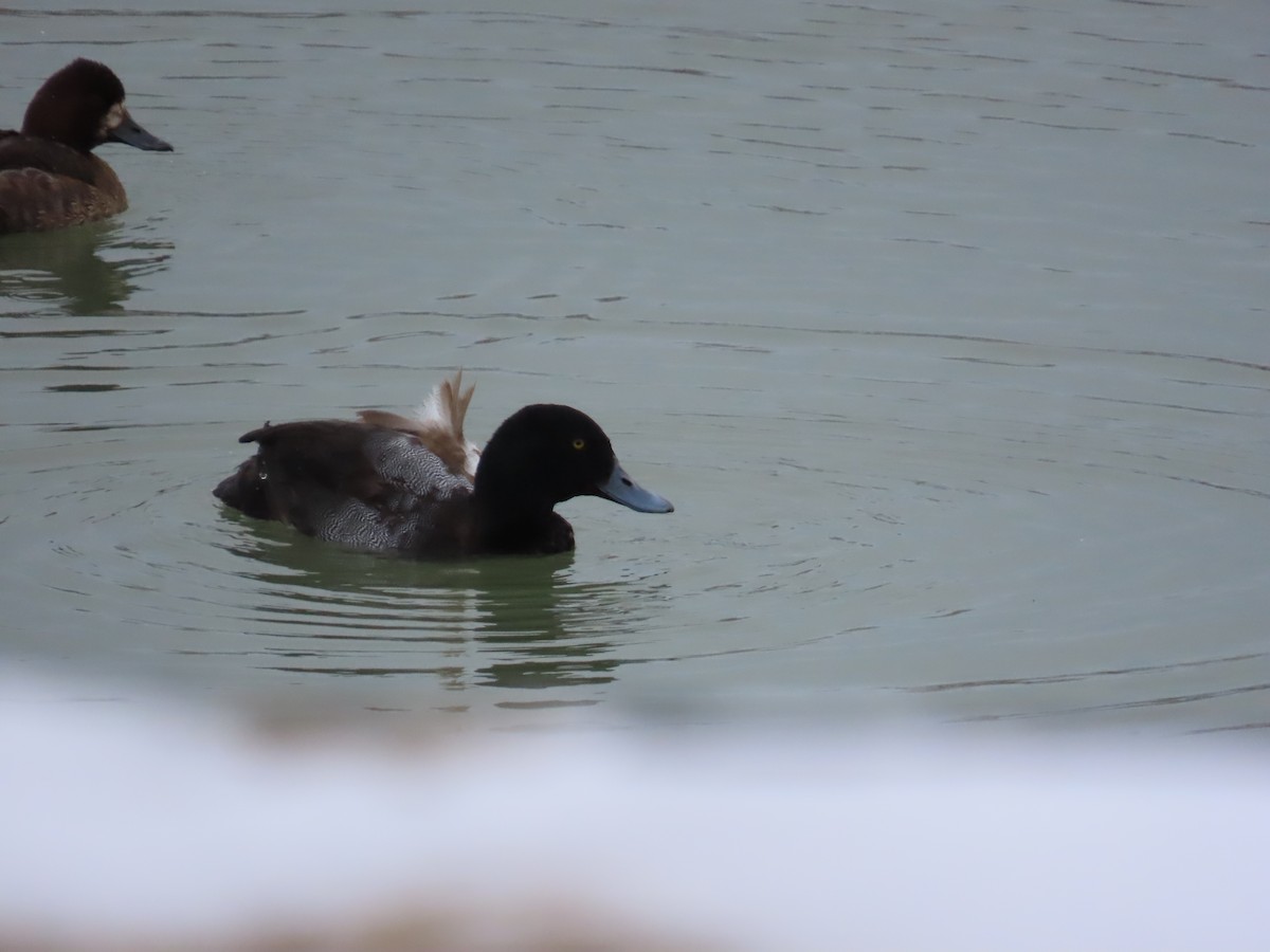 斑背潛鴨 - ML647832552