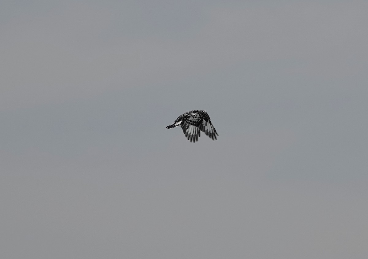 Alaca Yalıçapkını - ML647832553