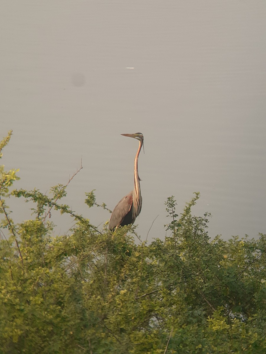 Erguvani Balıkçıl - ML647832554